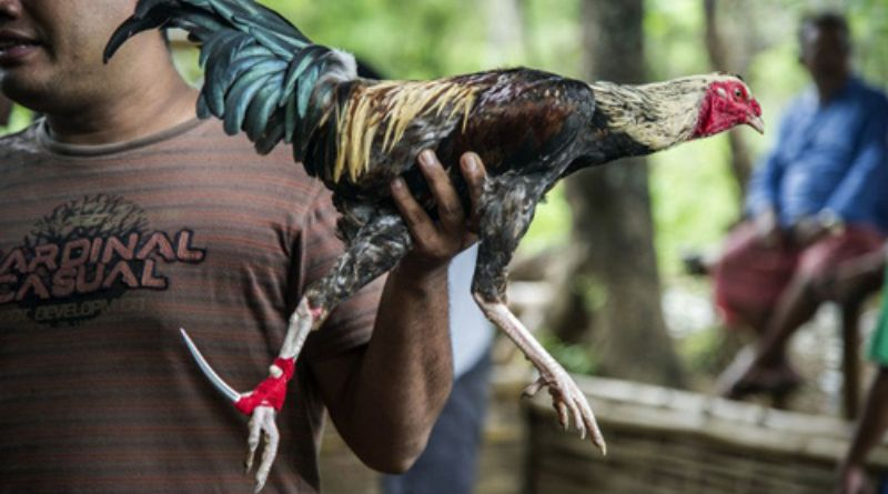 Bí quyết giúp cược thắng khi chơi đá gà cựa dao