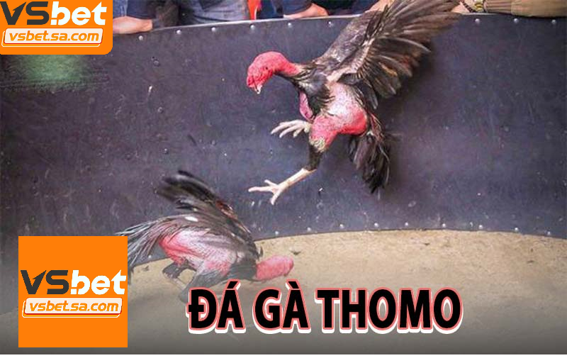 Các điểm đặc trưng của đá gà thomo tạo nên sức hút mạnh mẽ cho người chơi